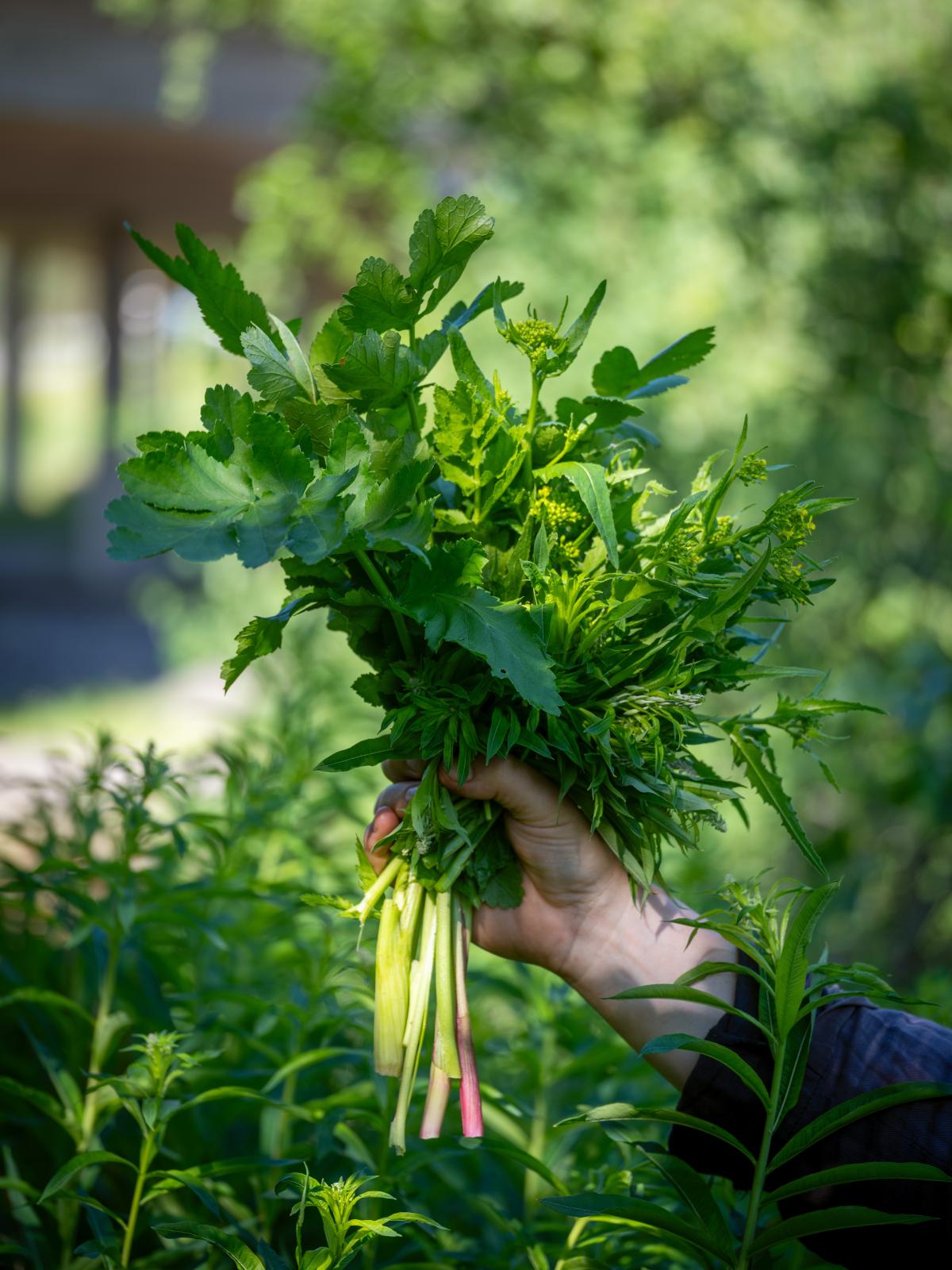 Bunch of horta, wild herbs Sami Tallberg Finland biohackers proof